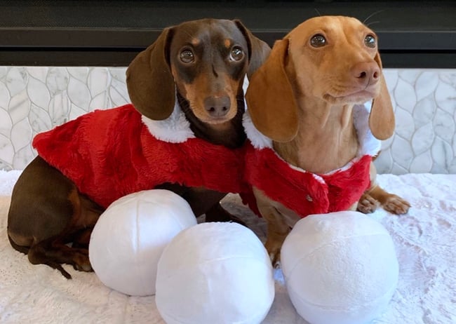 How to Make Holiday Pet Coats Using Cuddle® Fabrics